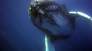 Humans Killed Nearly 3 Million Whales in the 20th Century